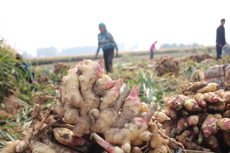 生姜价格的最新消息，市场走势与影响因素分析